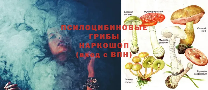 Галлюциногенные грибы Psilocybe  Верещагино 